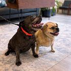 Two small dogs sitting indoors on a rug, one black with a red collar and one tan with a green collar.