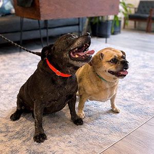Two small dogs sitting indoors on a rug, one black with a red collar and one tan with a green collar.