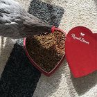 Red heart-shaped Russell Stover box filled with seeds, beside a gray bird’s tail on a rug.