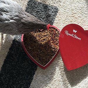 Red heart-shaped Russell Stover box filled with seeds, beside a gray bird’s tail on a rug.