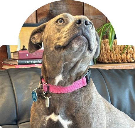Brown dog with pink collar sitting on a couch, looking up, with books and a plant behind it