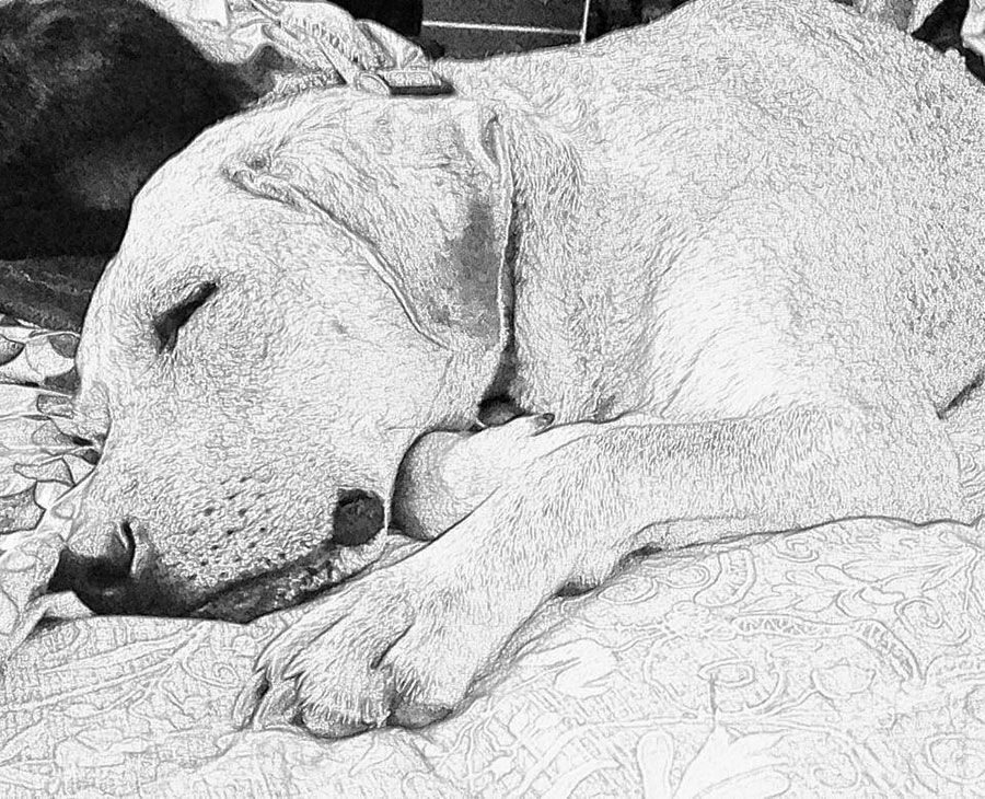 Answers To Common Veterinary Questions