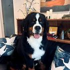 Bernese mountain dog sitting on a couch in a cozy living room, tongue out and looking at the camera