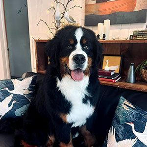 Bernese mountain dog sitting on a couch in a cozy living room, tongue out and looking at the camera