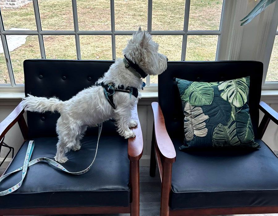 Answers To Common Veterinary Questions
