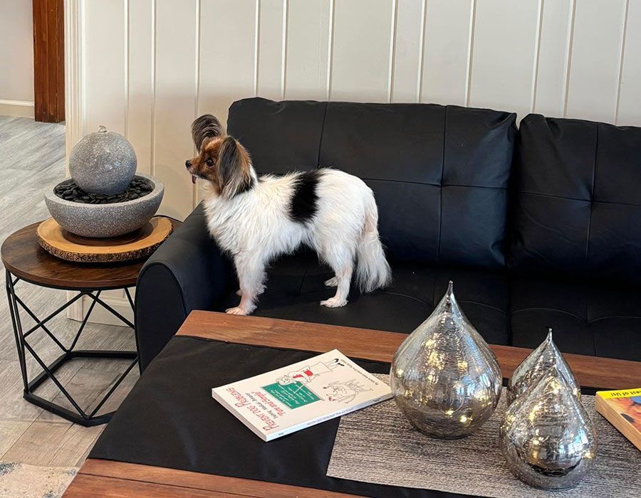 Answers To Common Veterinary Questions
