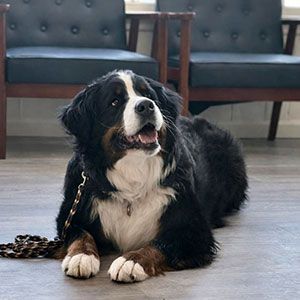 Large black, white, and brown dog lying on a floor in front of two chairs, tongue out