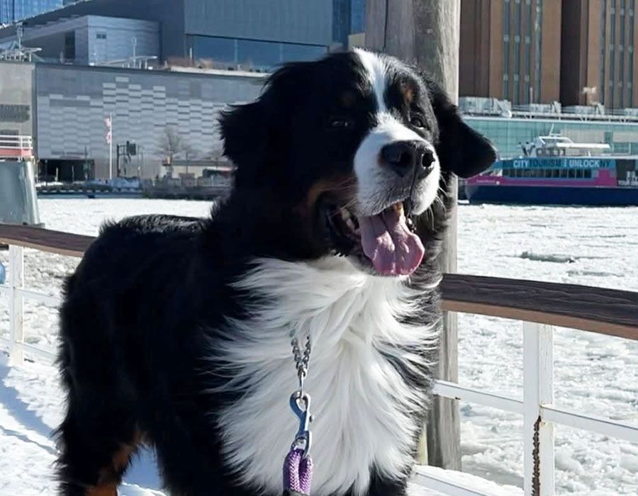 Pet Dental Care Frequently Asked Questions