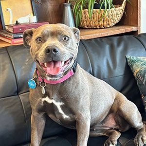 Gray dog with pink collar sitting on a black couch, mouth open and looking at the camera