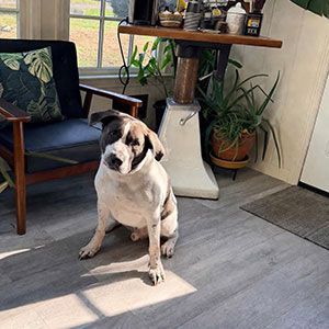 Black-and-white dog sitting on a gray rug in a sunlit room with a chair and potted plant.