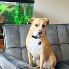 Tan dog sitting on a gray couch with a green aquarium in the background