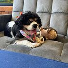 Black-and-white puppy in colorful bandana лежs on a gray couch beside a stuffed toy.