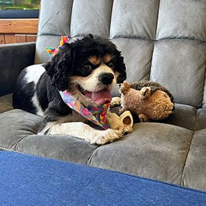 Black-and-white puppy in colorful bandana лежs on a gray couch beside a stuffed toy.