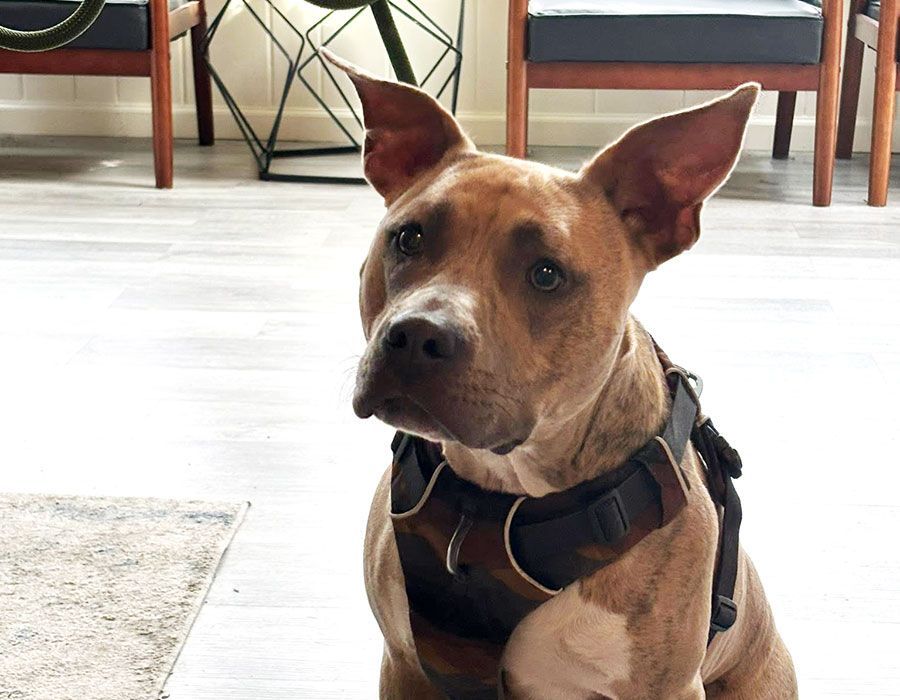 Urgent And Emergency Pet Care Frequently Asked Questions