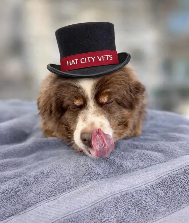 Brown-and-white dog wearing a tiny black top hat with red “HAT CITY VETS” band, licking its nose.