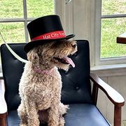 Small curly-haired dog wearing a black top hat sits in a chair by a window, panting with tongue out.