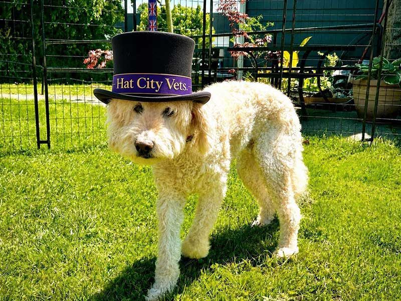 White curly dog wearing a purple 