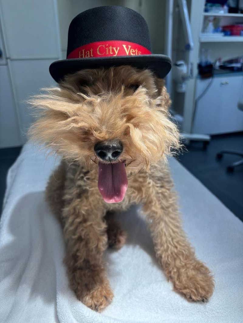 Small fluffy brown dog wearing a black top hat with red band, sitting indoors with mouth open and tongue out