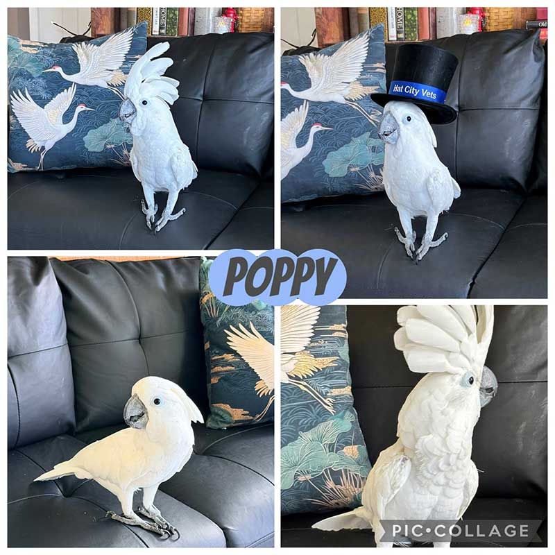 White cockatoo named Poppy posing on a black couch in a 4-photo collage