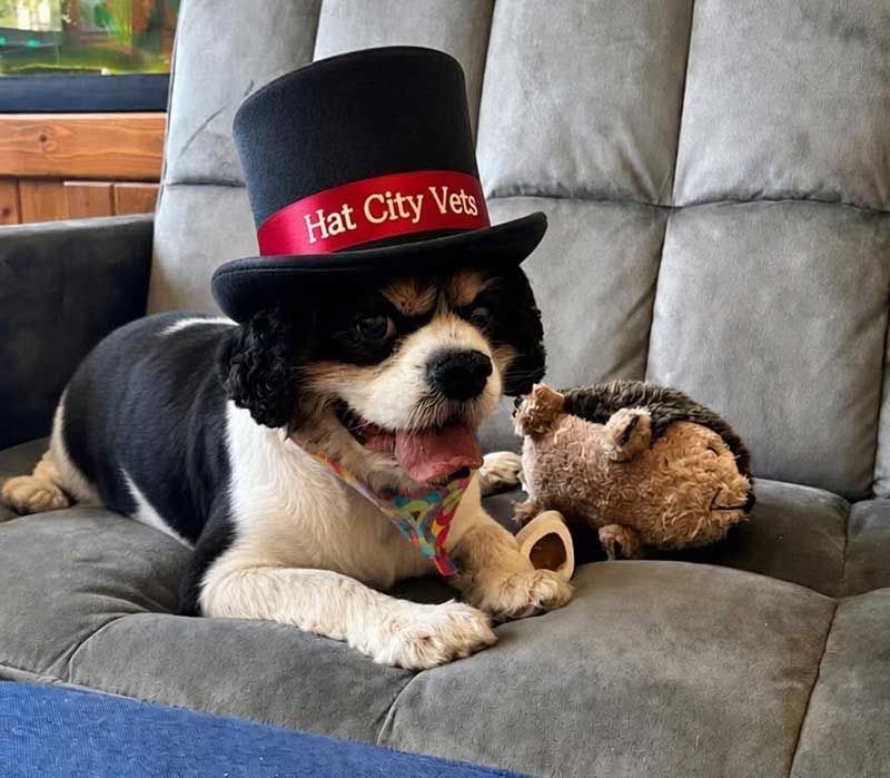 Small black-and-white dog wearing a red top hat on a gray couch, with a plush toy beside it.