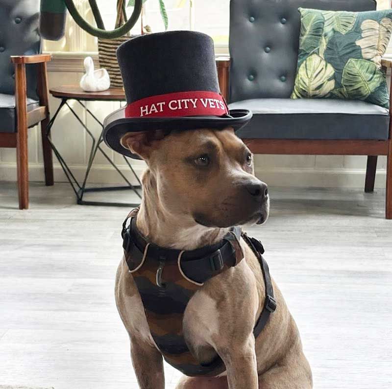 Brown dog wearing a black top hat and harness, sitting indoors in a living room