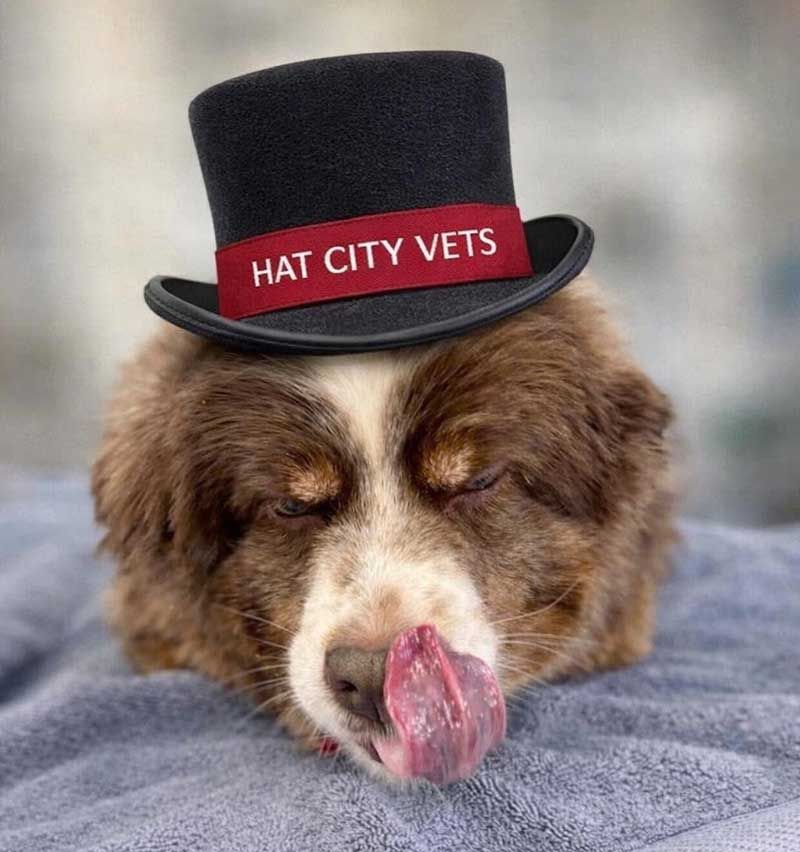 Brown-and-white dog wearing a black top hat with a red “HAT CITY VETS” band, licking its nose