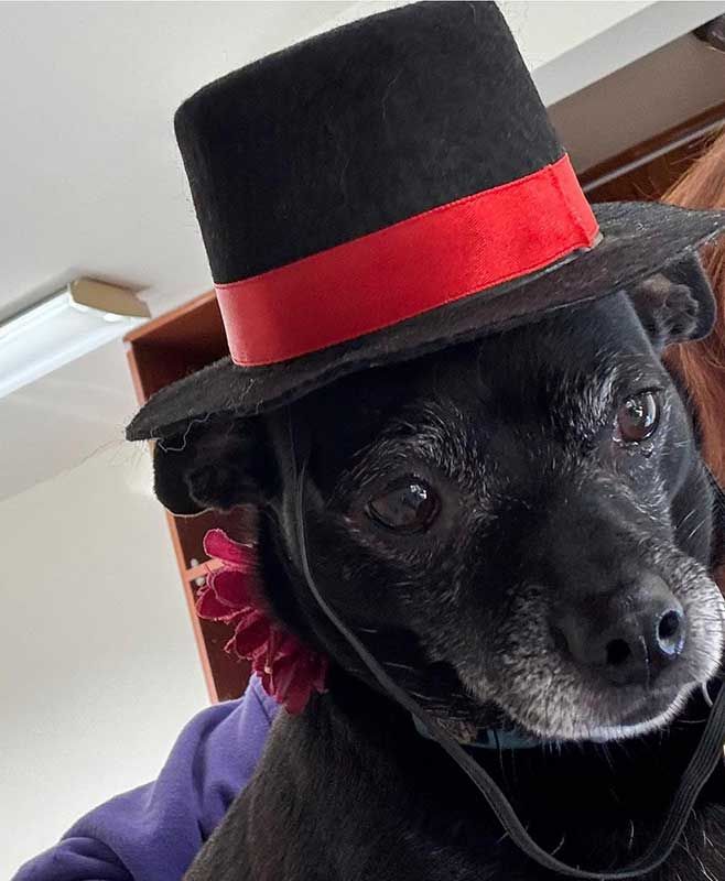 Black dog wearing a black hat with a red band, looking down against a light indoor background