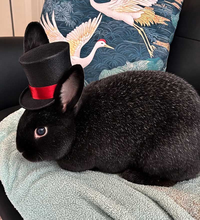 Black rabbit wearing a tiny top hat, sitting on a couch with a bird-patterned pillow behind it.