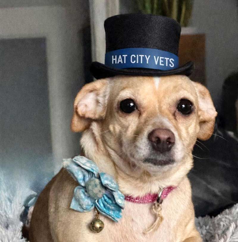 Tan dog wearing a black hat labeled “HAT CITY VETS” and a blue ribbon scarf with a bell