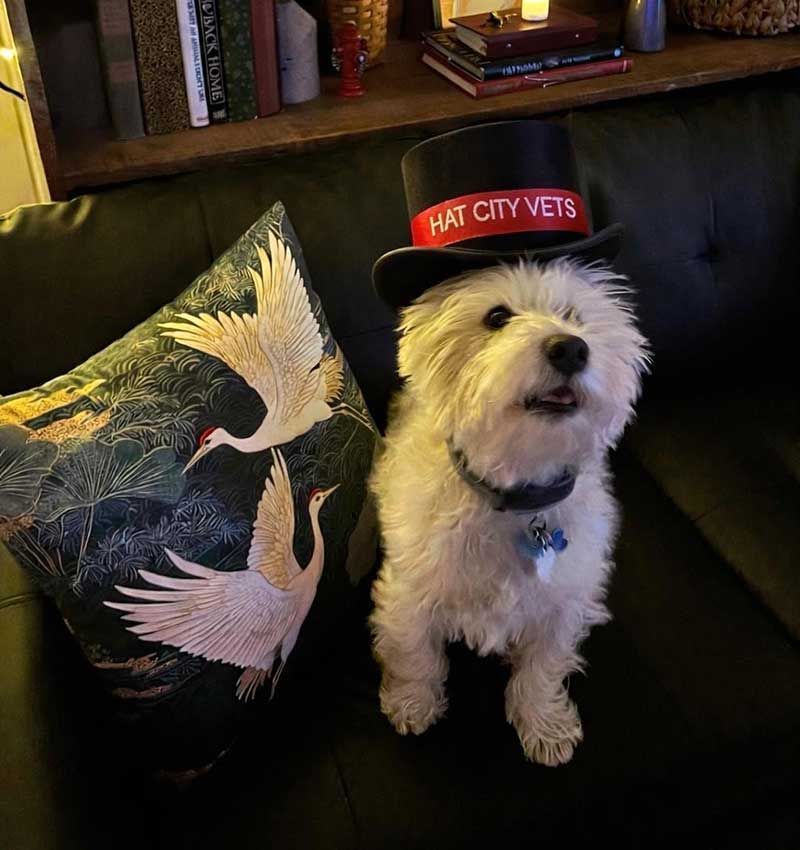 Small white dog wearing a red cap, sitting on a couch beside a bird-patterned pillow