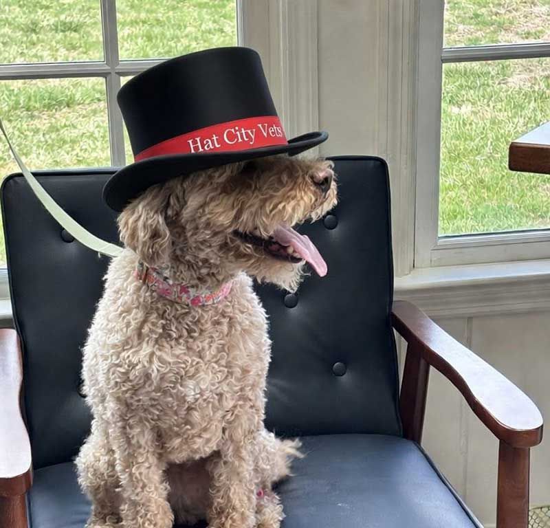 Curly-haired dog wearing a red hat, sitting on a chair by a window, panting with mouth open.