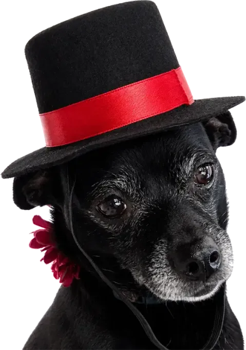 Black dog wearing a black top hat with a red band and a red flower on its collar