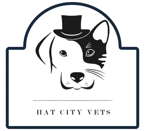 Brown-and-white dog wearing a tiny black top hat with red “HAT CITY VETS” band, licking its nose.