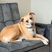 Tan dog lounging on a gray couch in a living room