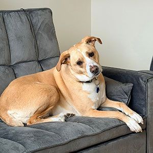 Tan dog lounging on a gray couch in a living room