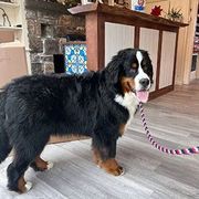 Bernese mountain dog standing indoors, holding a braided leash, beside a stone fireplace.