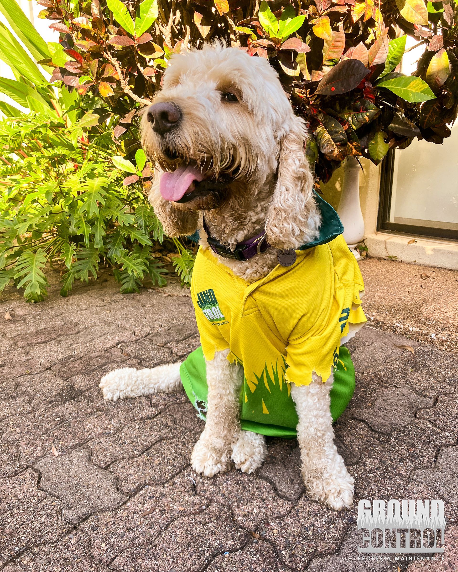 Dog in A Yellow Shirt Sitting on A Gravel Path, Panting Beside a Leafy Bush  — Ground Control Property Maintenance In North Boambee Valley, NSW