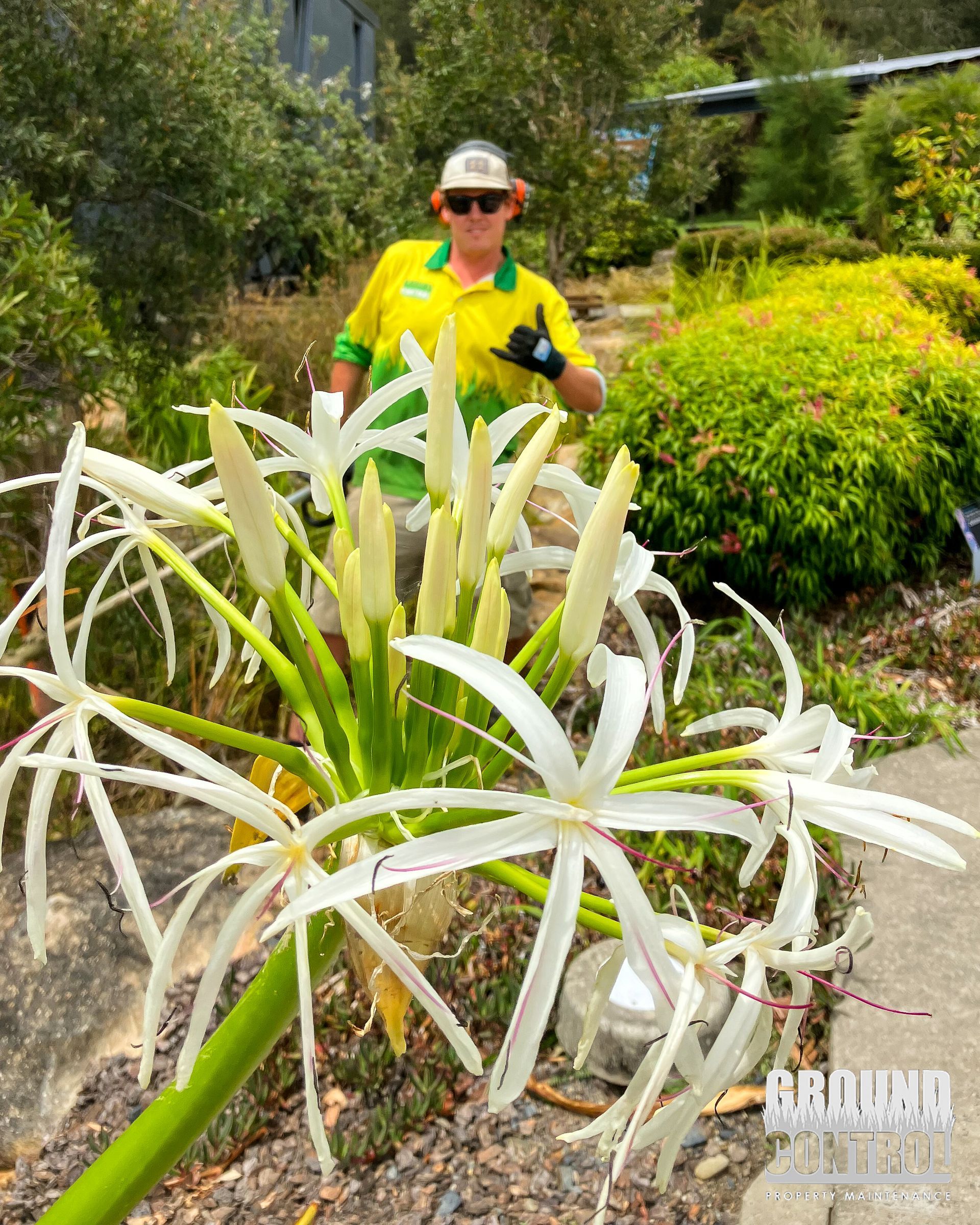 Gardener in Neon Yellow Shirt Tending Large White Cactus Flowers in A Sunny Garden — Ground Control Property Maintenance In North Boambee Valley, NSW