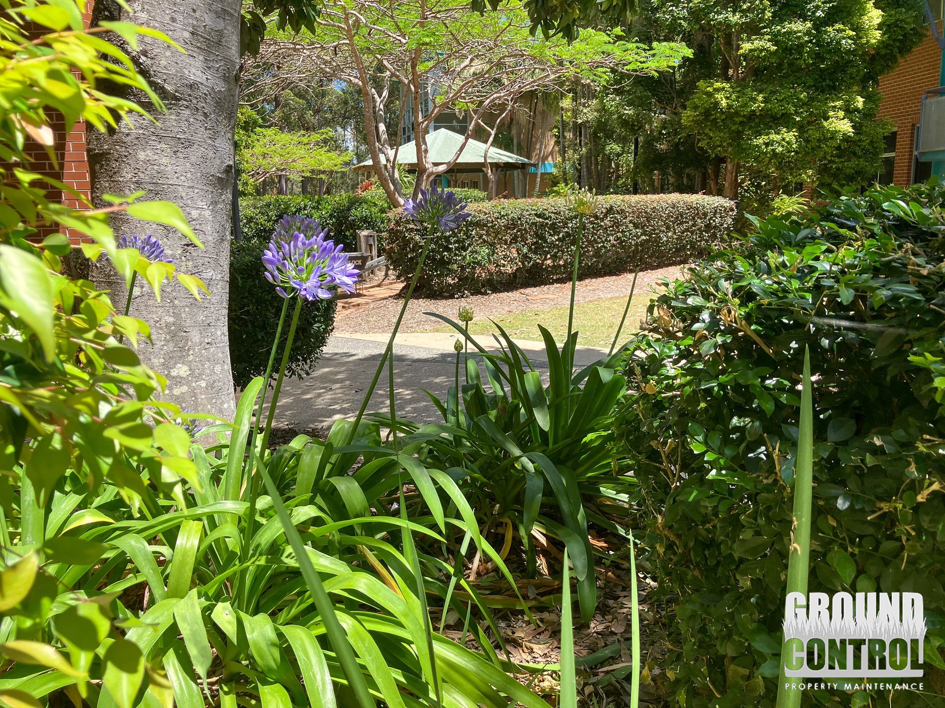 Garden Path Bordered by Lush Greenery, with A Purple Flower and A Stone Wall in The Background — Ground Control Property Maintenance In North Boambee Valley, NSW