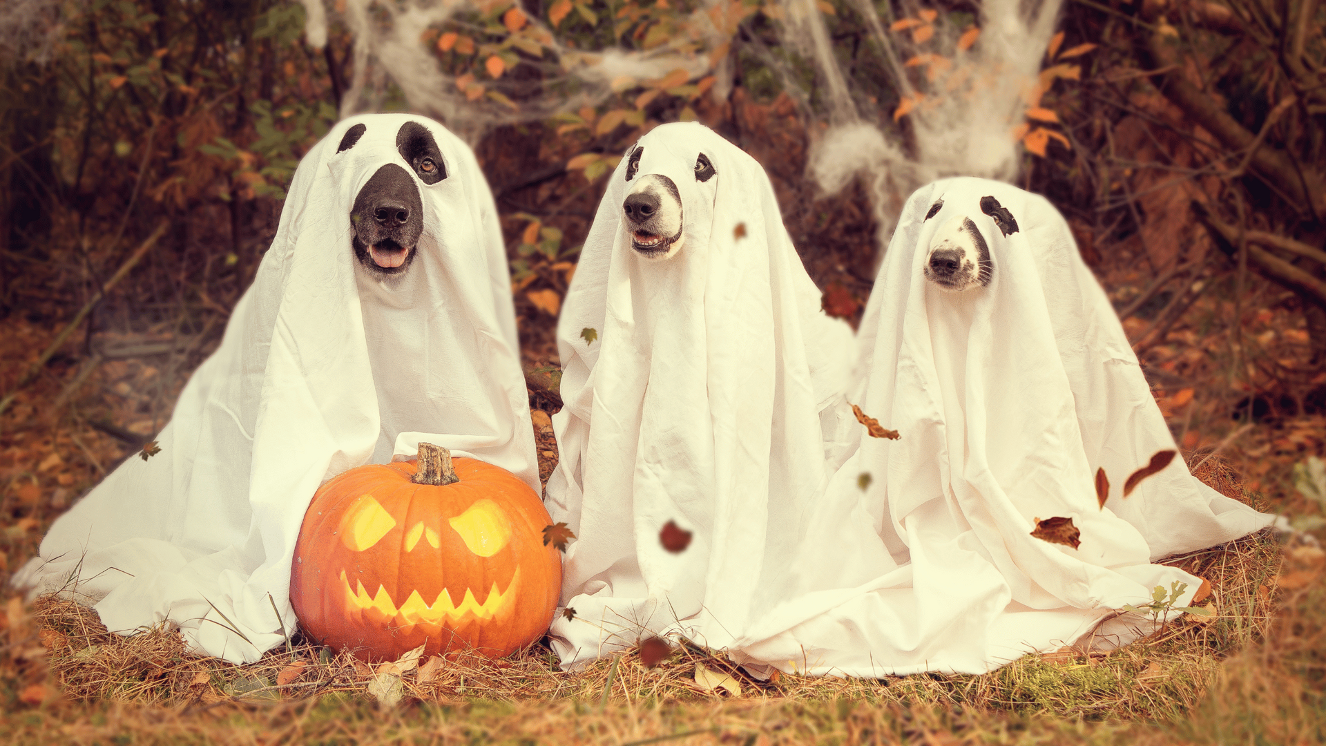 Halloween Eye Safety