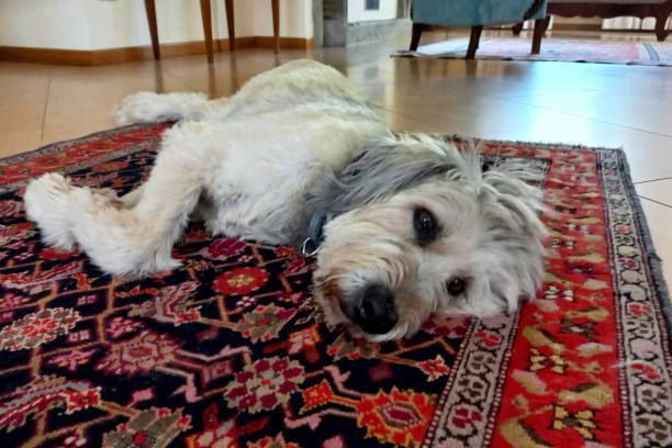 A family pet in Dripping Springs, TX, enjoying the benefits of rug cleaning 