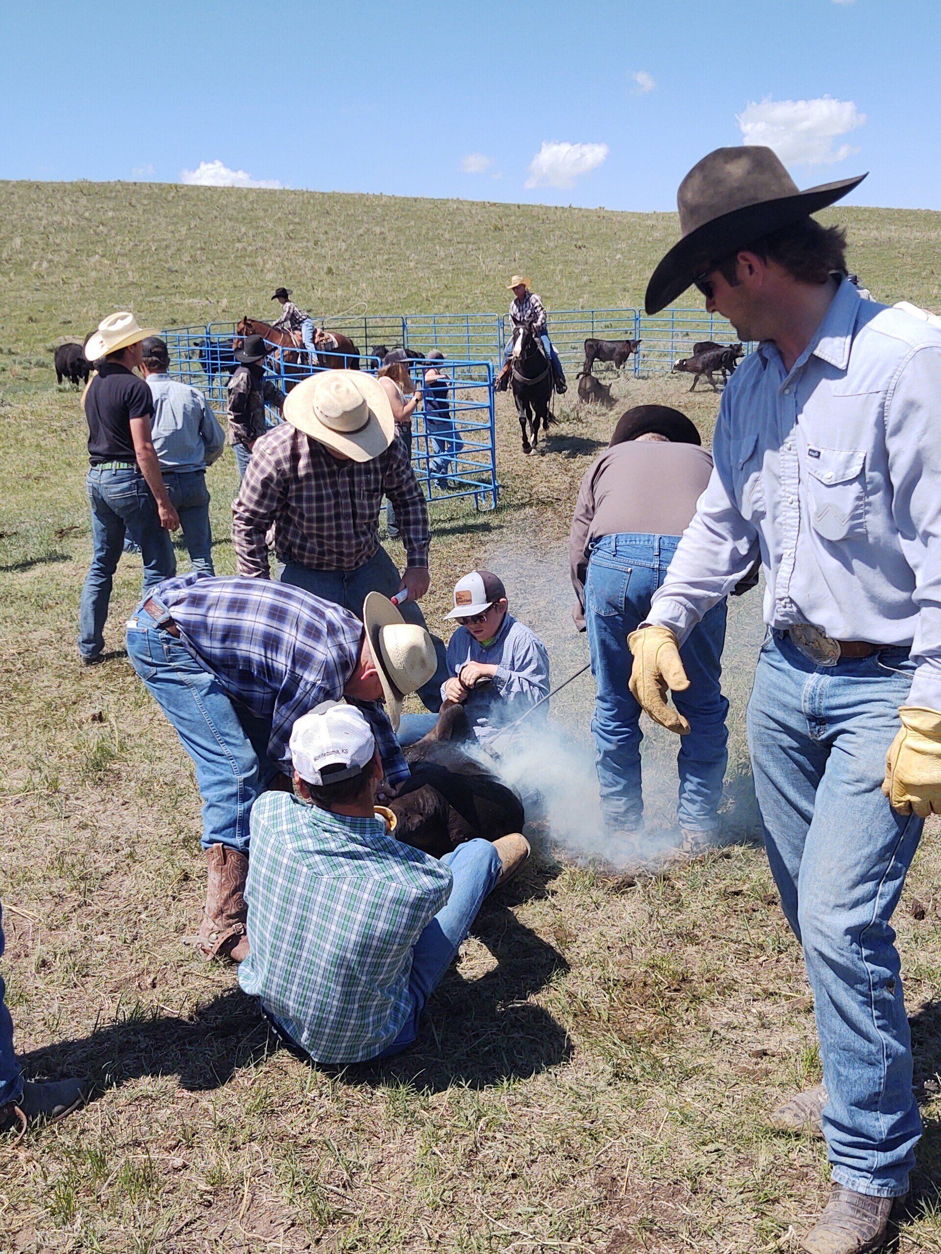 A group of cowboys are standing around a cow in a field.