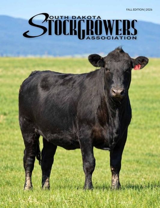 Photo of Black Angus Cow in green grass pasture