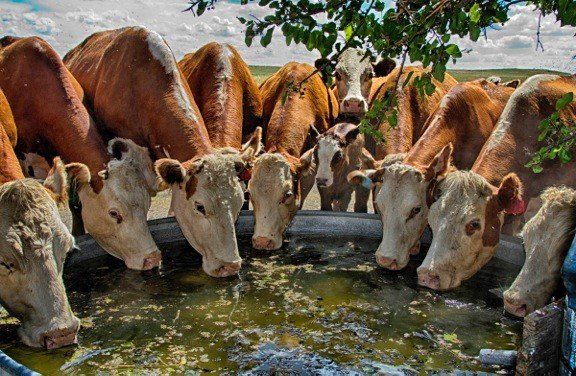 A herd of cows are drinking water from a trough.