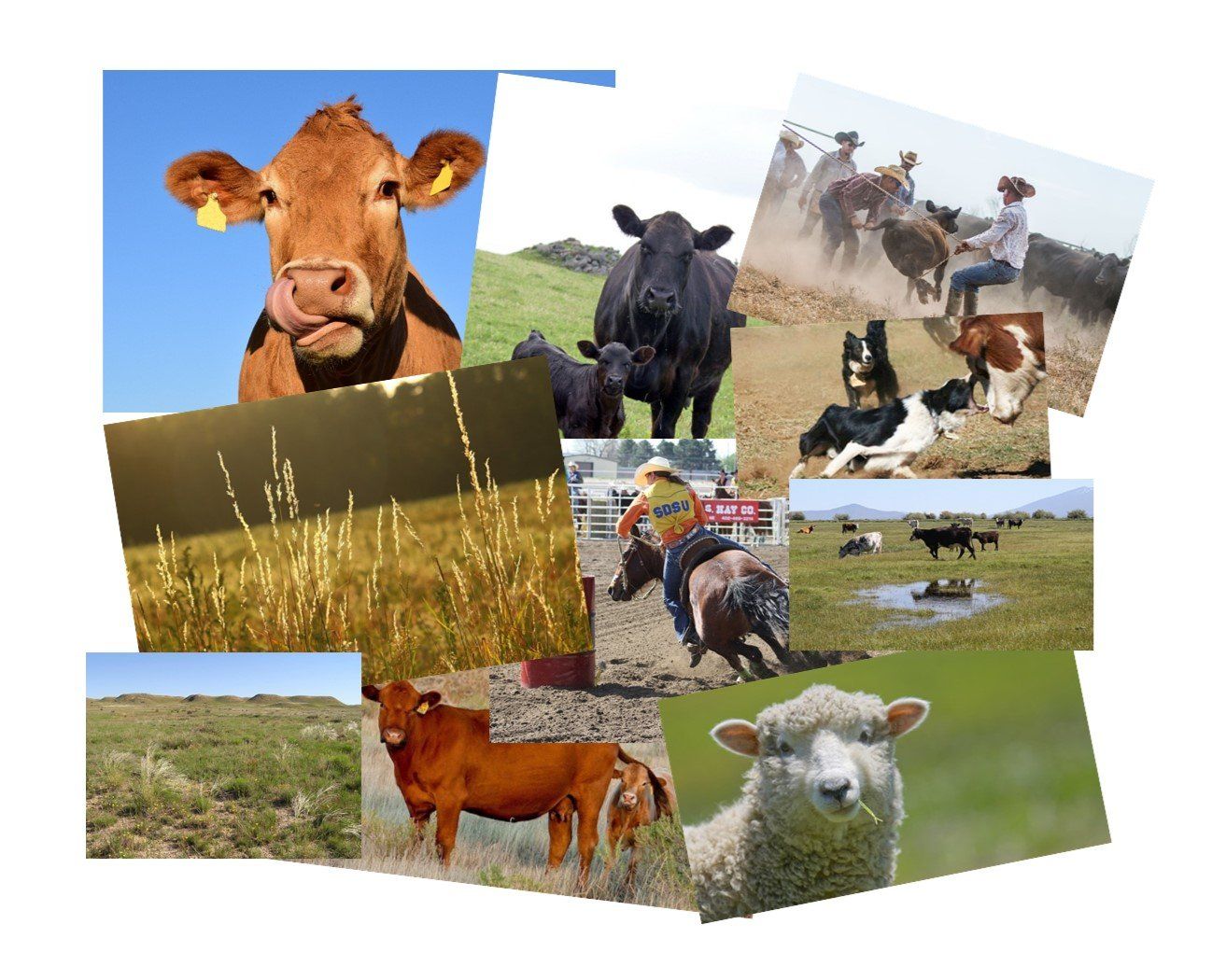 A collage of pictures of cows and sheep