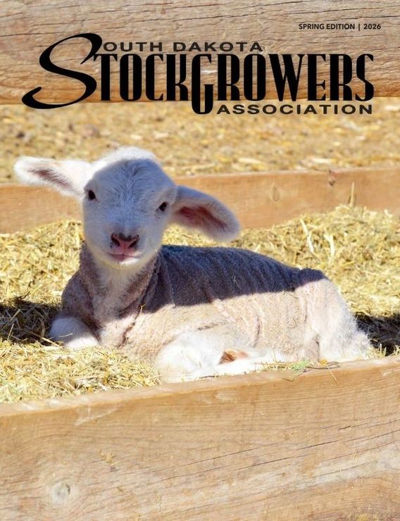 Image of baby lamd laying in the adult feed bunk...Very Happy!