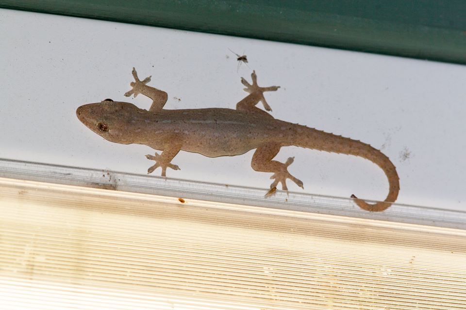 Brown Gecko on a White Ceiling, With Tail Curled — My Habitat Products in Malanda, QLD