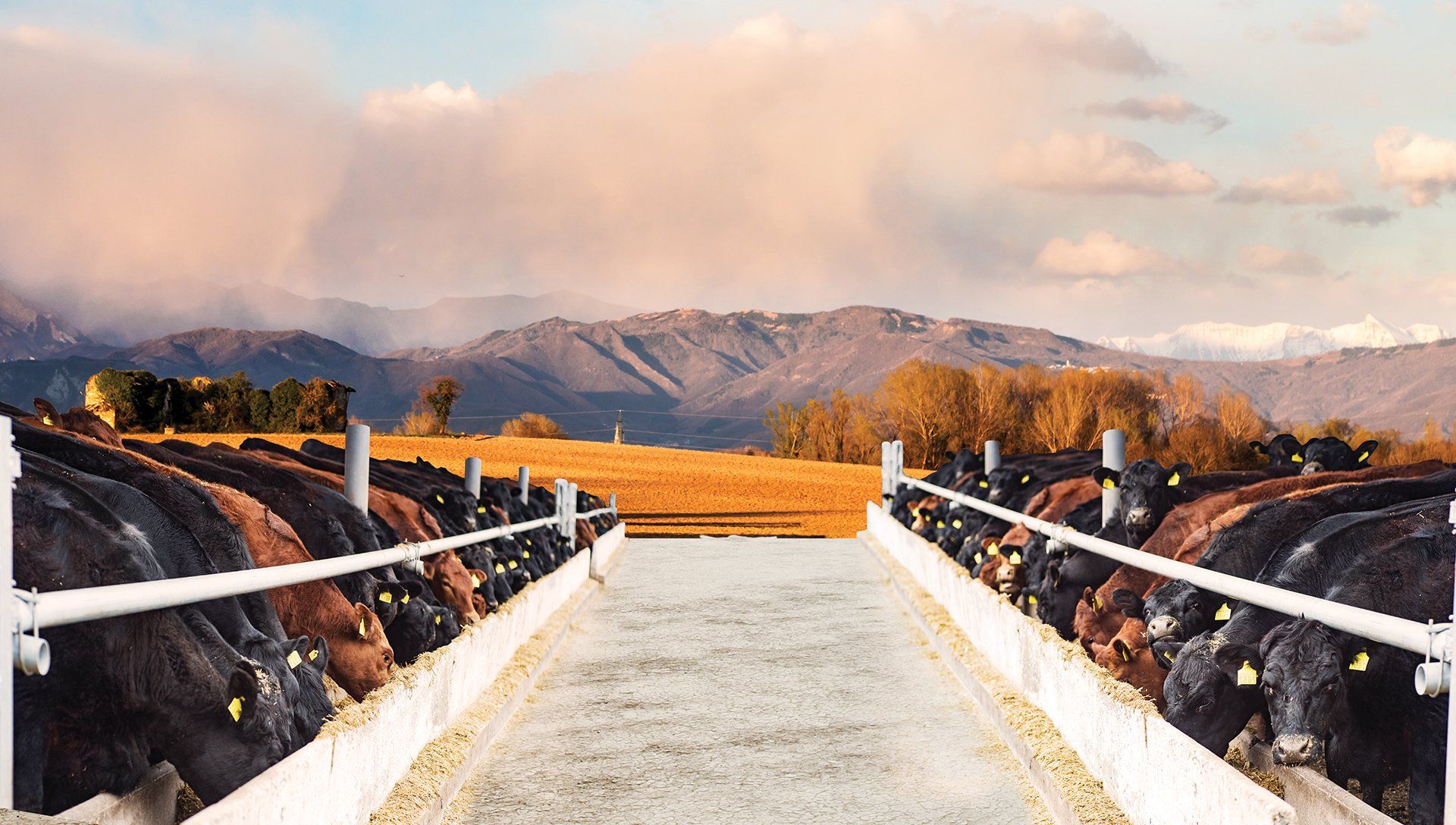 Summerlane - Animal Nutrition & Feed Manufacturing