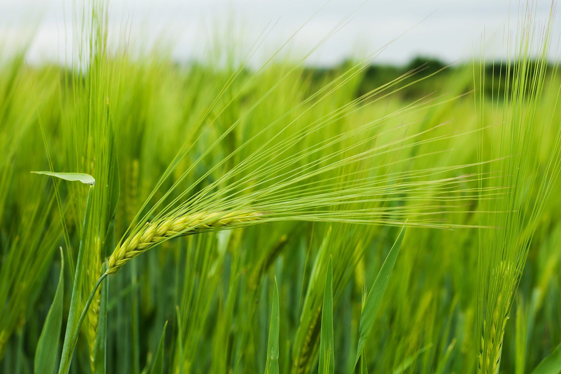 Summerlane - Commodity Trading