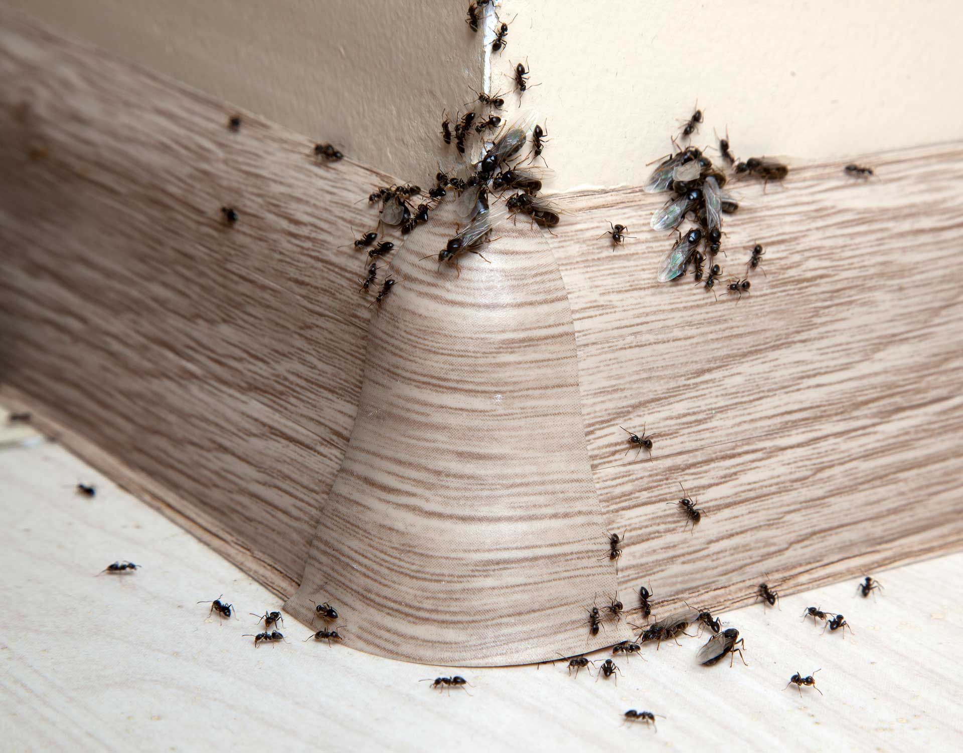 Ants crawling on a floor near a wall's baseboard, possibly a nest.
